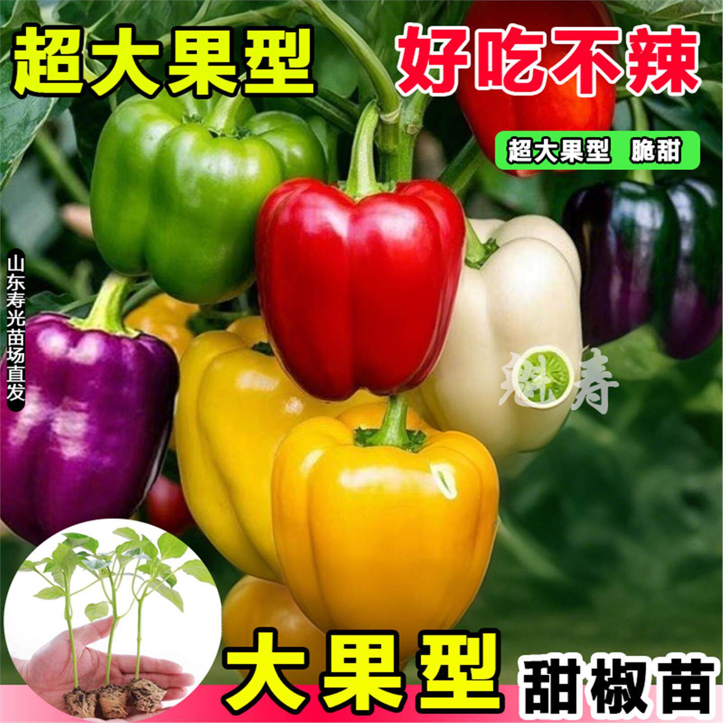 寿光五彩甜椒苗秧水果方椒辣椒苗红黄绿紫白甜椒种子四季盆栽阳台
