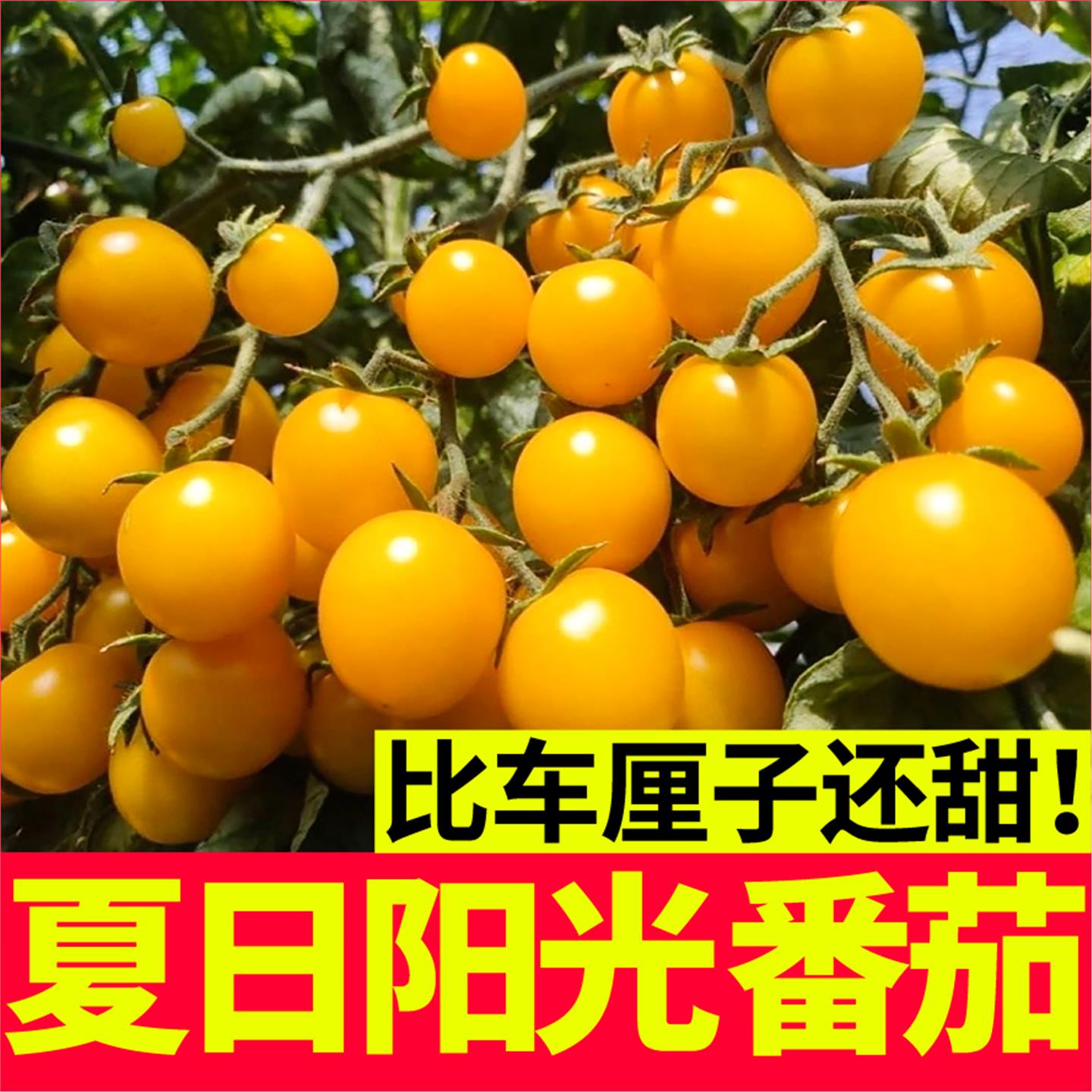 夏日阳光小黄樱桃番茄苗秧