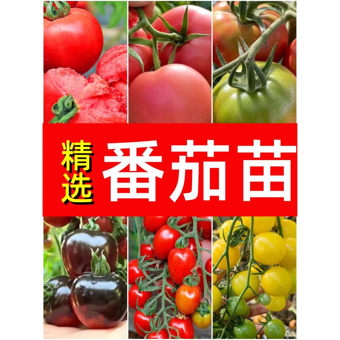 各种番茄苗秧老品千禧果超
