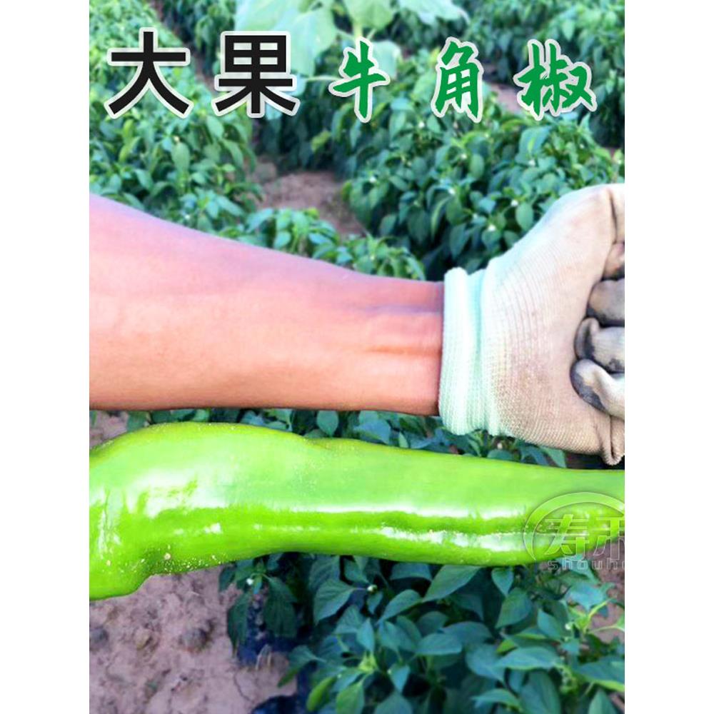 特大牛角椒种子苗秧辣籽青