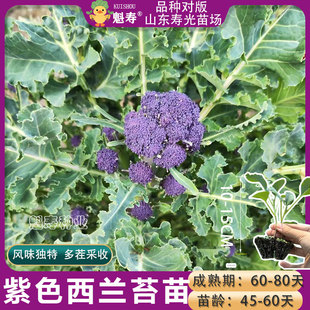 紫色西兰苔苗西兰花苗寿光松花菜苗绿甘蓝包菜秧苗蔬菜苗四季阳台