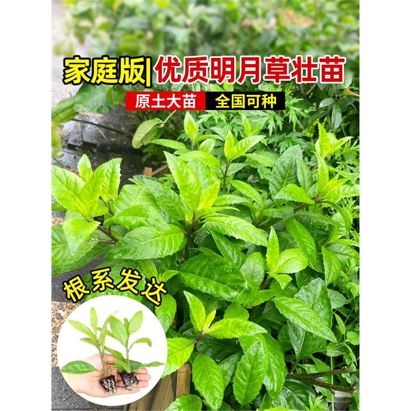 明月草苗秧苗盆栽可食用草蔬菜富贵草白背菜健康草明月菜苗