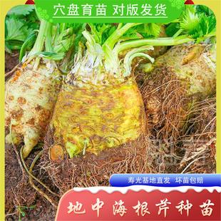 根芹种子孑地中海芹菜根球型蔬菜种苗四季播大田阳台盆栽耐热耐寒