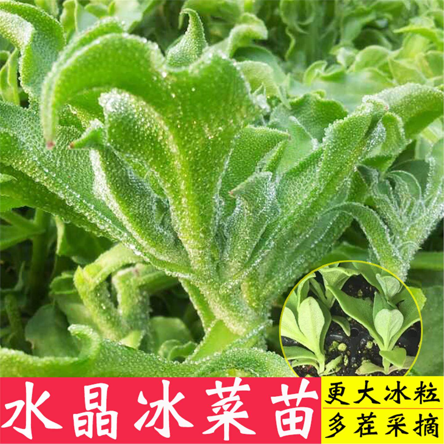扣盒带土发货大叶冰菜苗秧