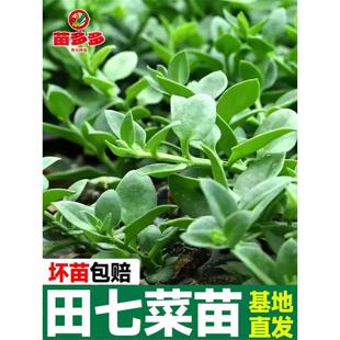 田七种苗春夏四季播种阳台盆栽天然营养可食用保健蔬菜三七籽种苗