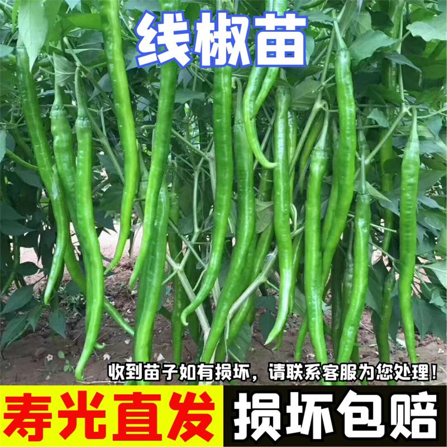 长线椒苗二荆条辣秧湖南特