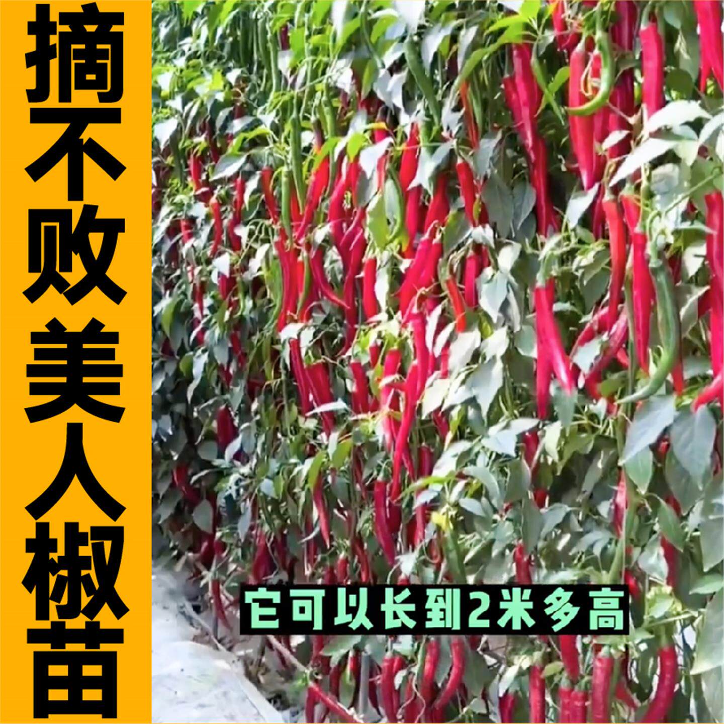 山东寿光摘不败美人椒秧苗
