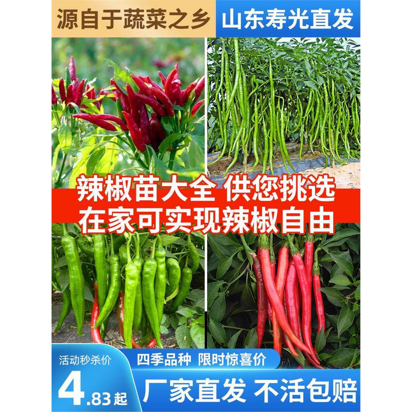 辣椒种苗大全四季朝天小米