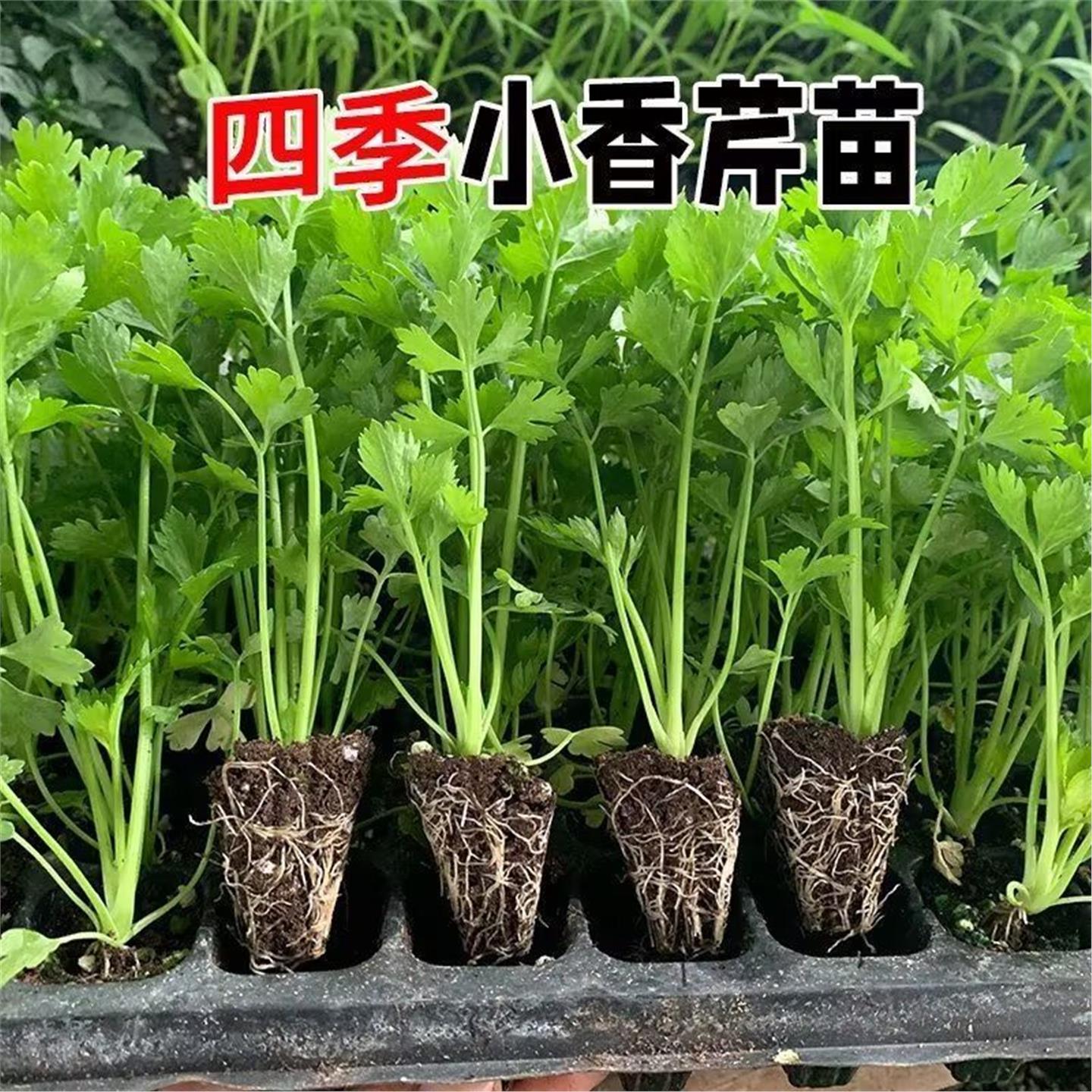 四季小香芹菜苗西秧空心带