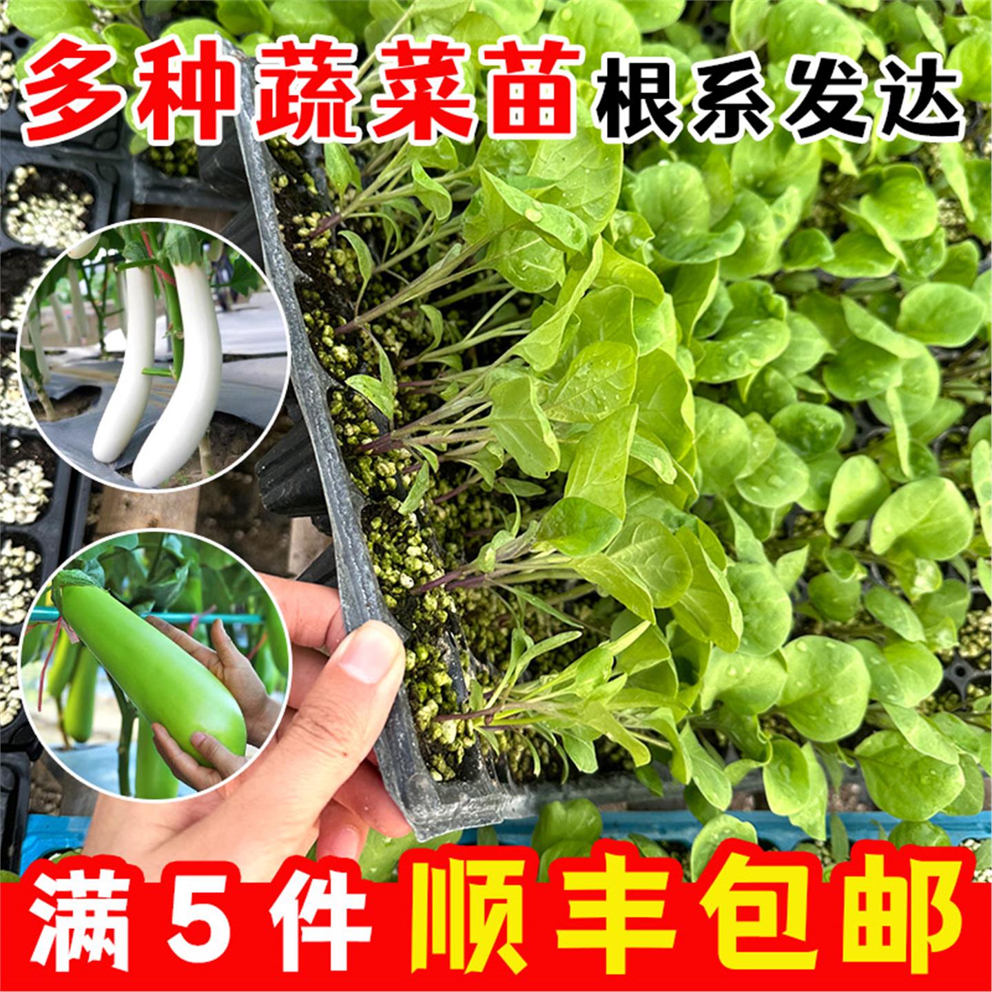 各种蔬菜苗阳台友专用辣椒