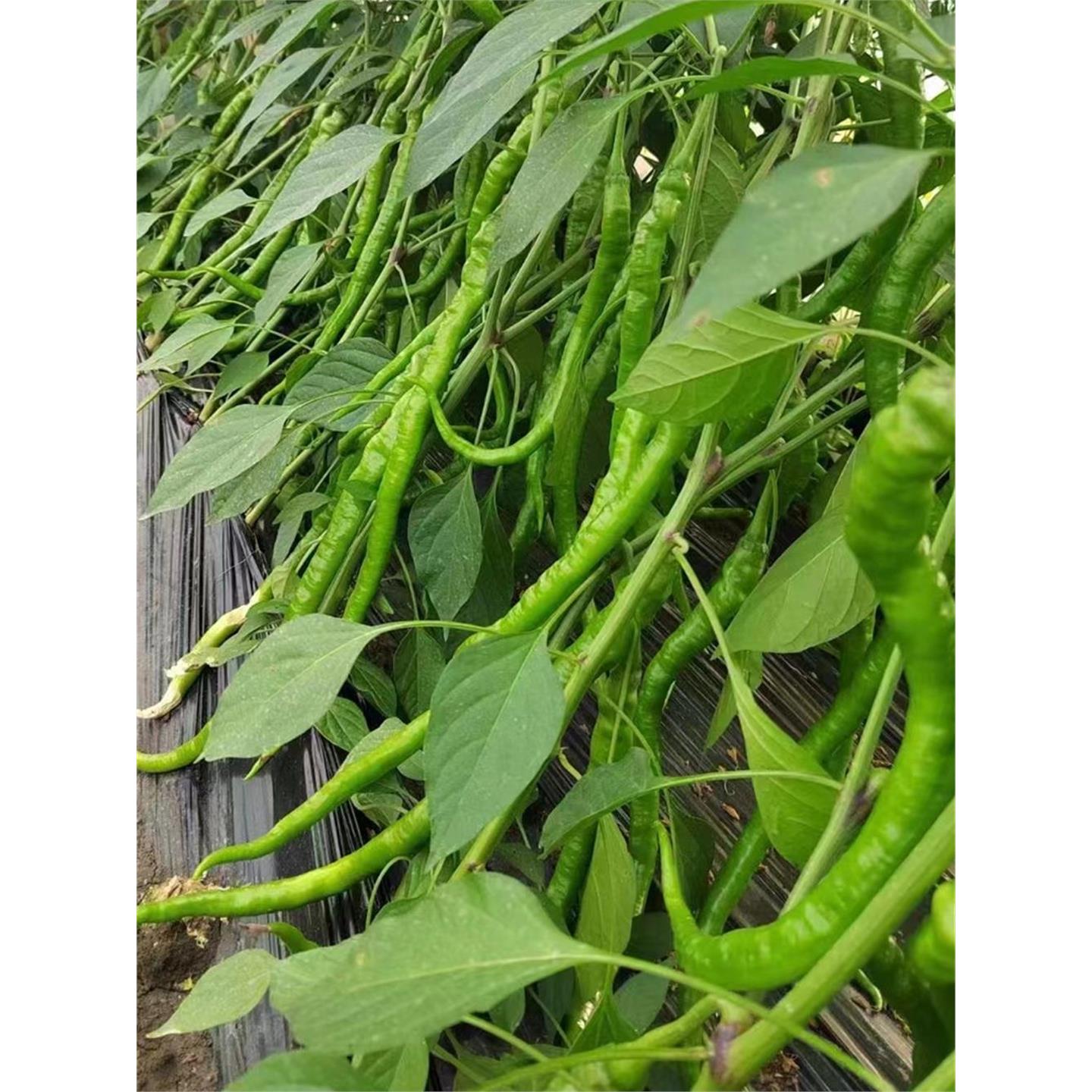 红金条线椒种子高产辣籽苗