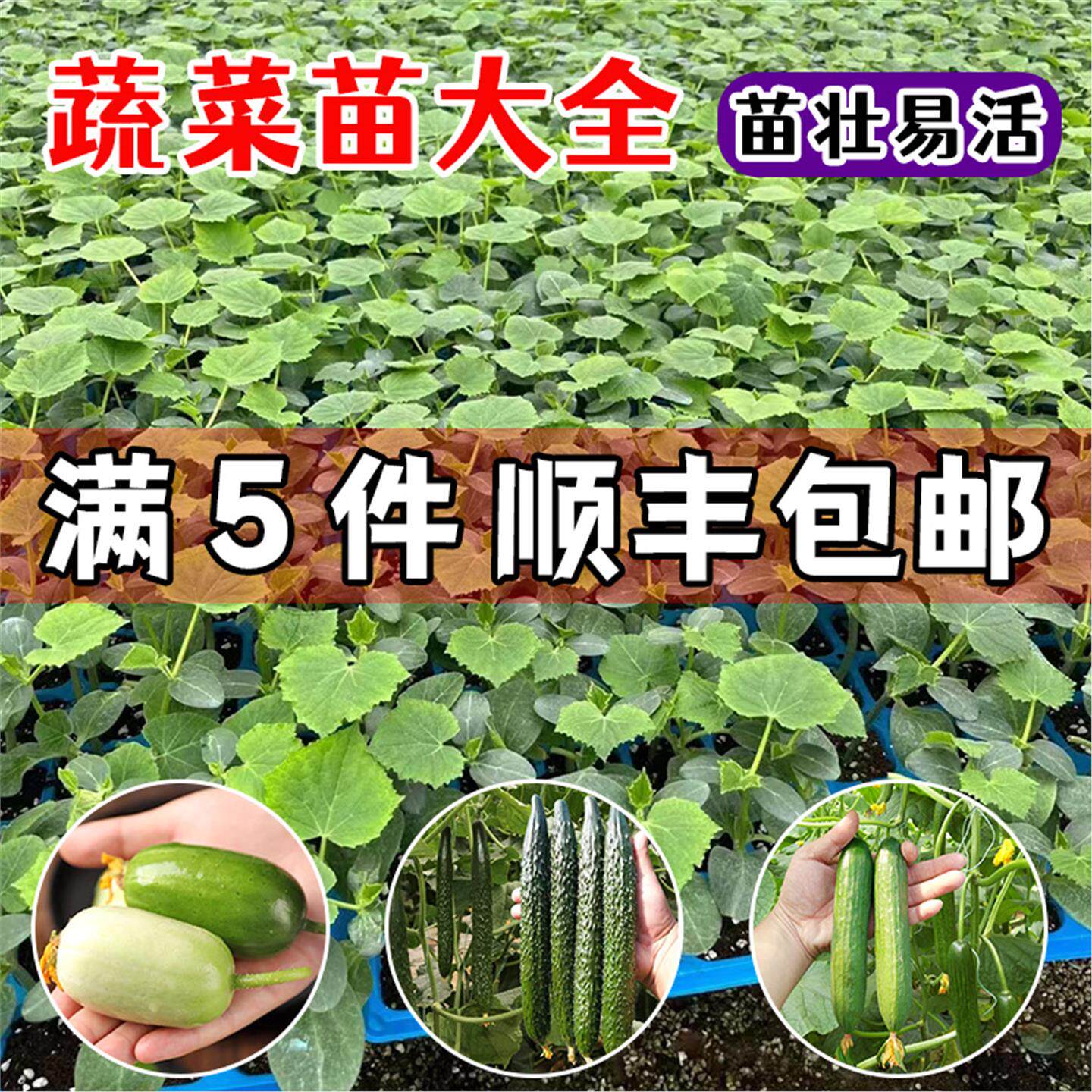 各种苗子寿光春播蔬菜秧黄