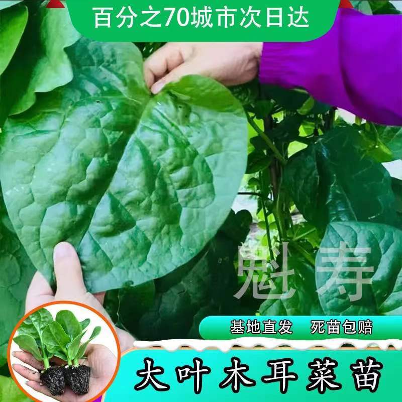 特大圆叶木耳菜苗秧苗四季春秋盆栽阳台食用豆腐菜种籽蔬菜苗种子