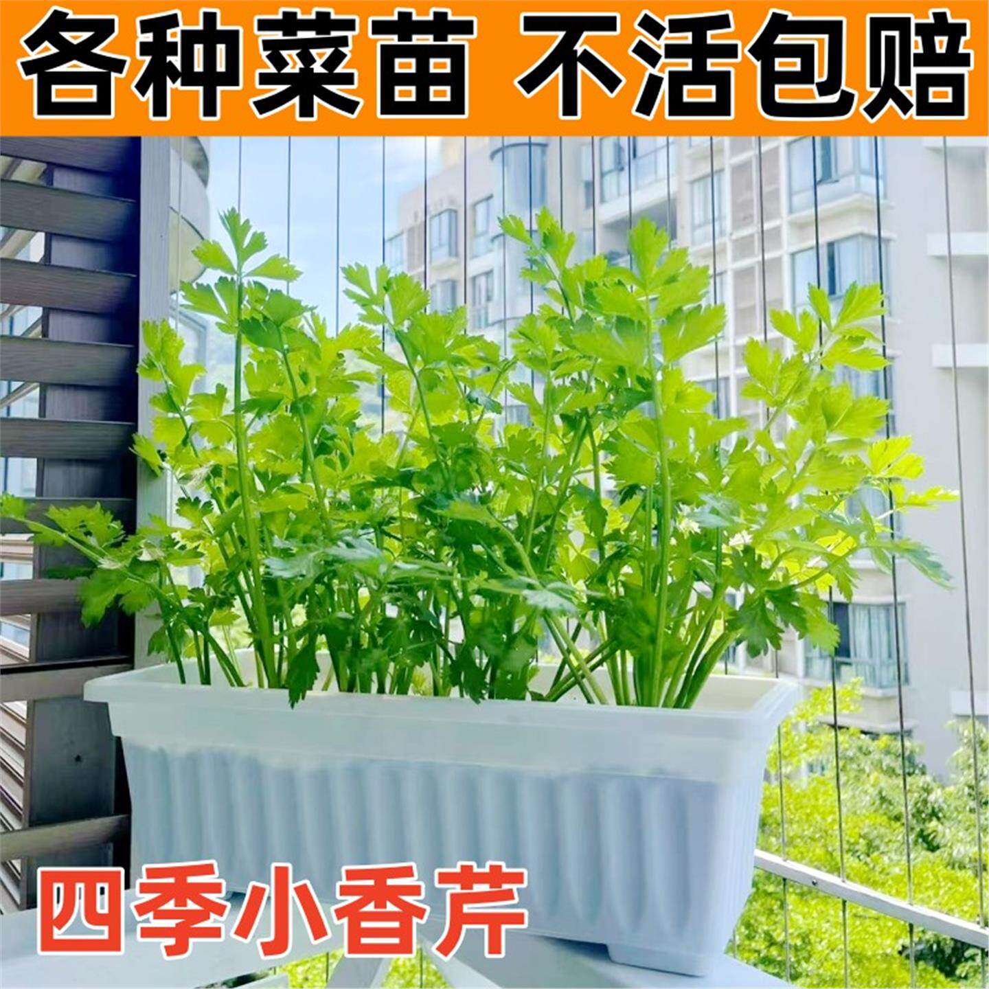 芹菜秧苗蔬大全四季小香庭