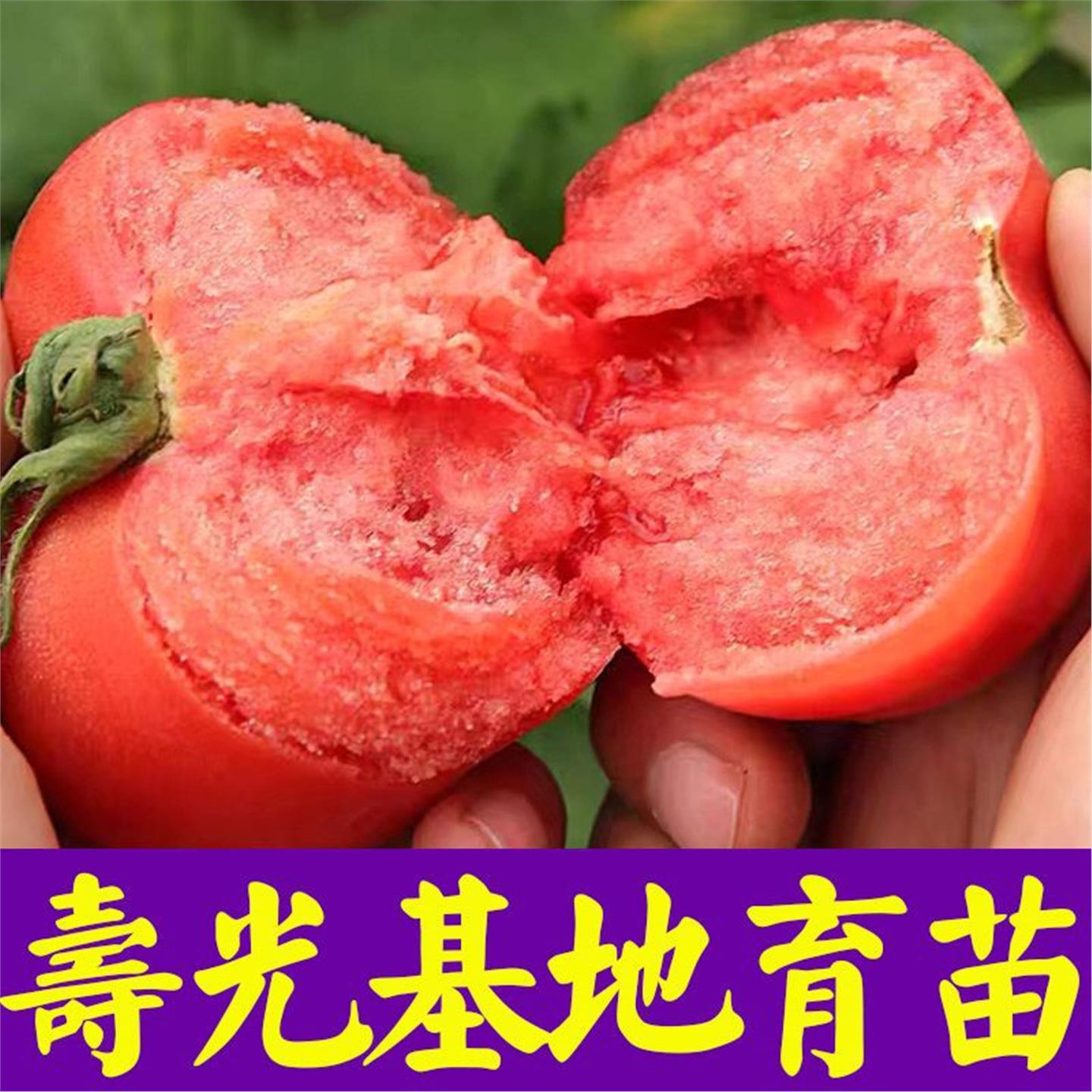 沙瓤大粉番茄种苗西红柿毛