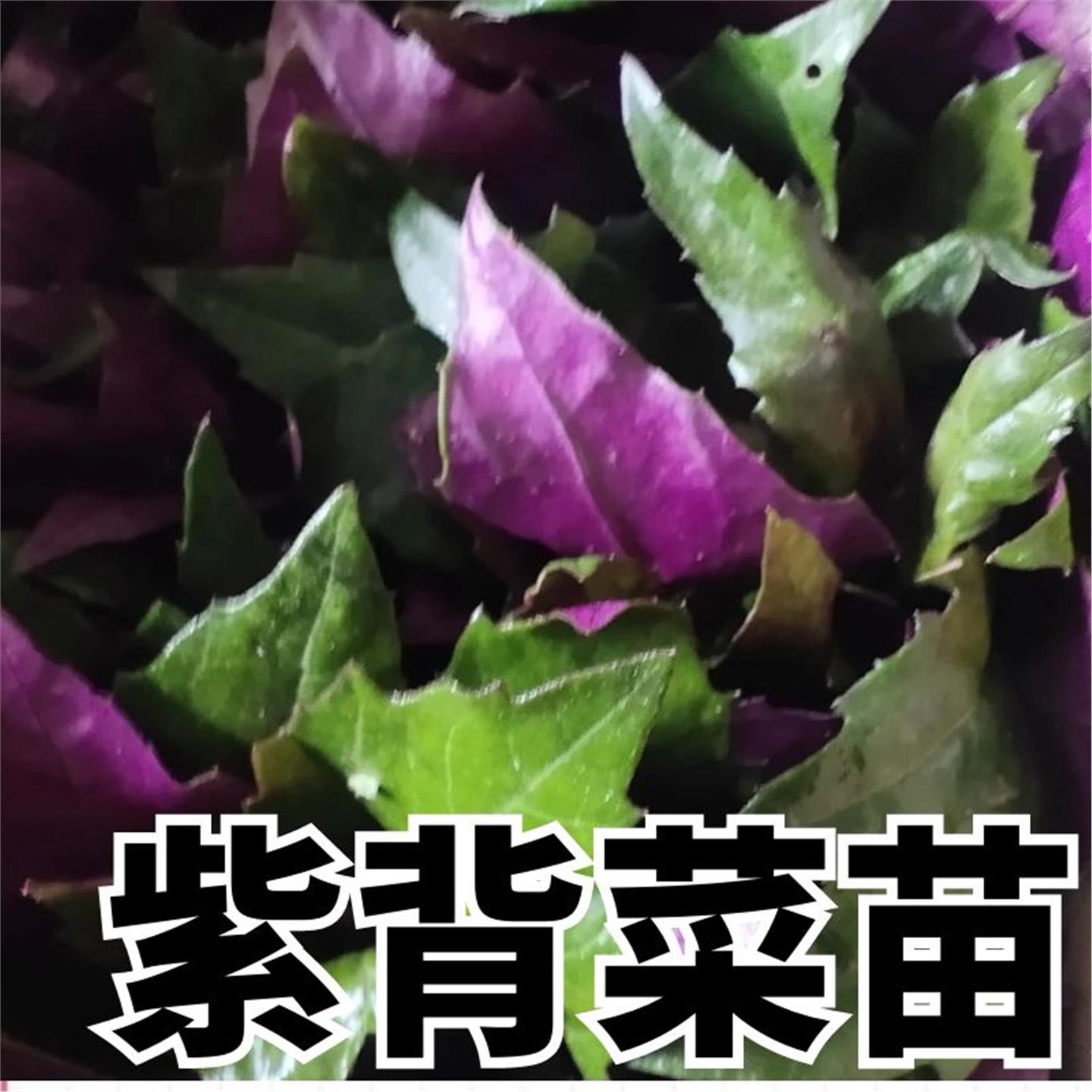 紫背天葵苗贝菜蔬青观音室