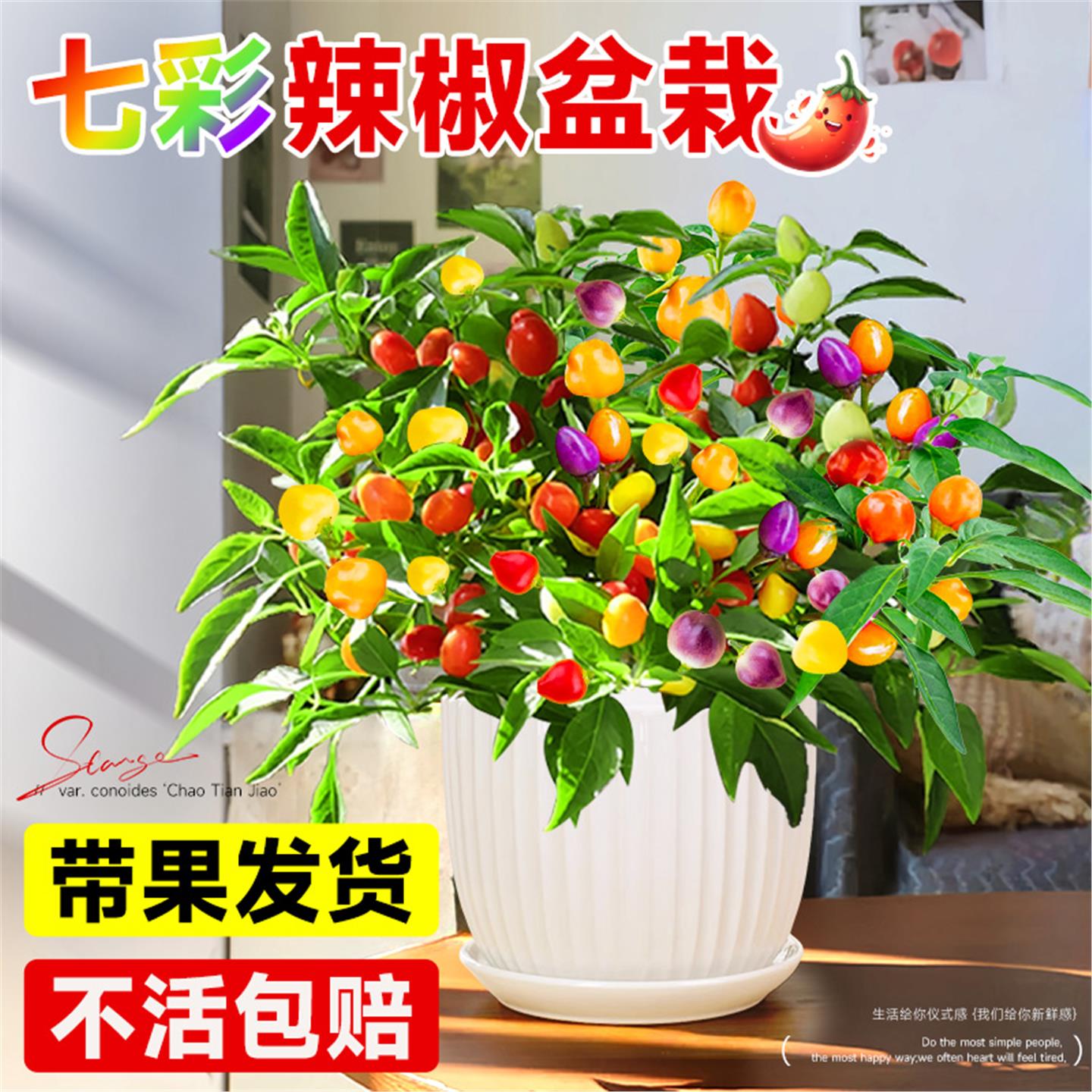 辣椒盆栽带果朝天泡可食用