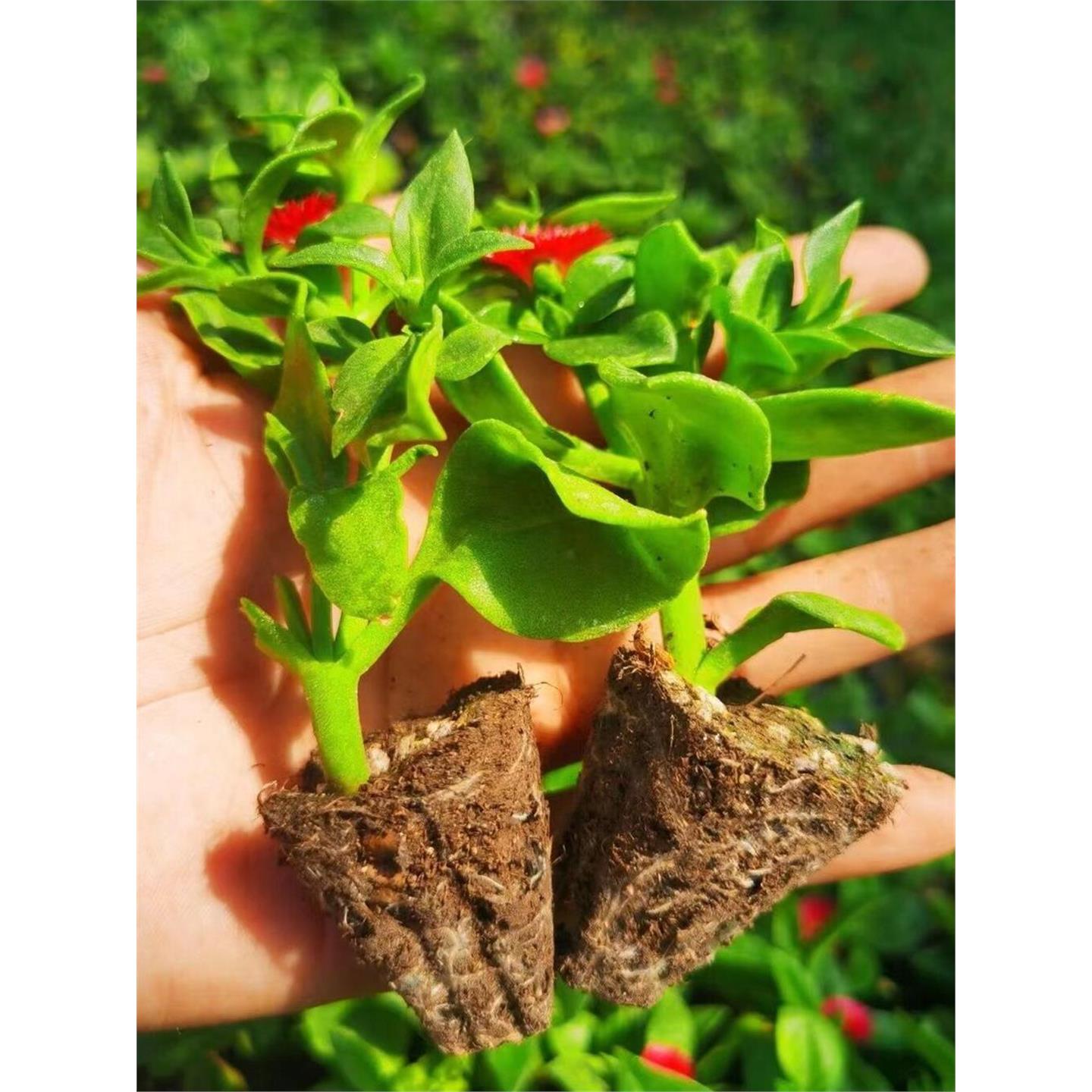 穿心莲盆栽三七田七秧苗松叶牡丹吊兰阳台盆栽可食用正宗蔬菜凉拌