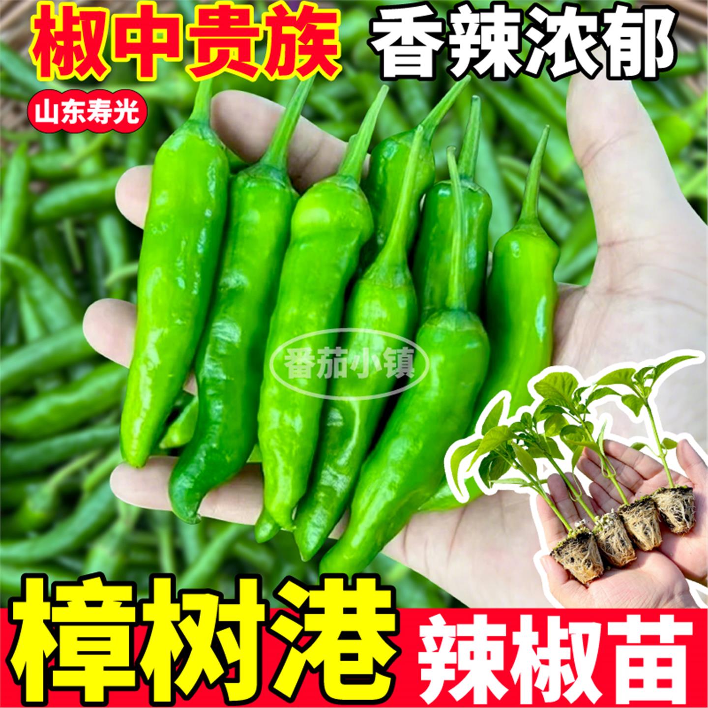 正宗湖南樟树港辣椒苗秧四