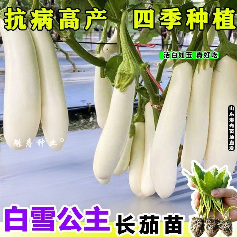 寿光早熟白色长茄秧苗玉雪