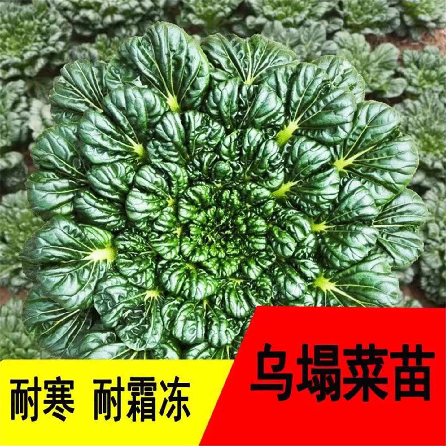 乌塌菜苗奶油黄心秧秋冬耐