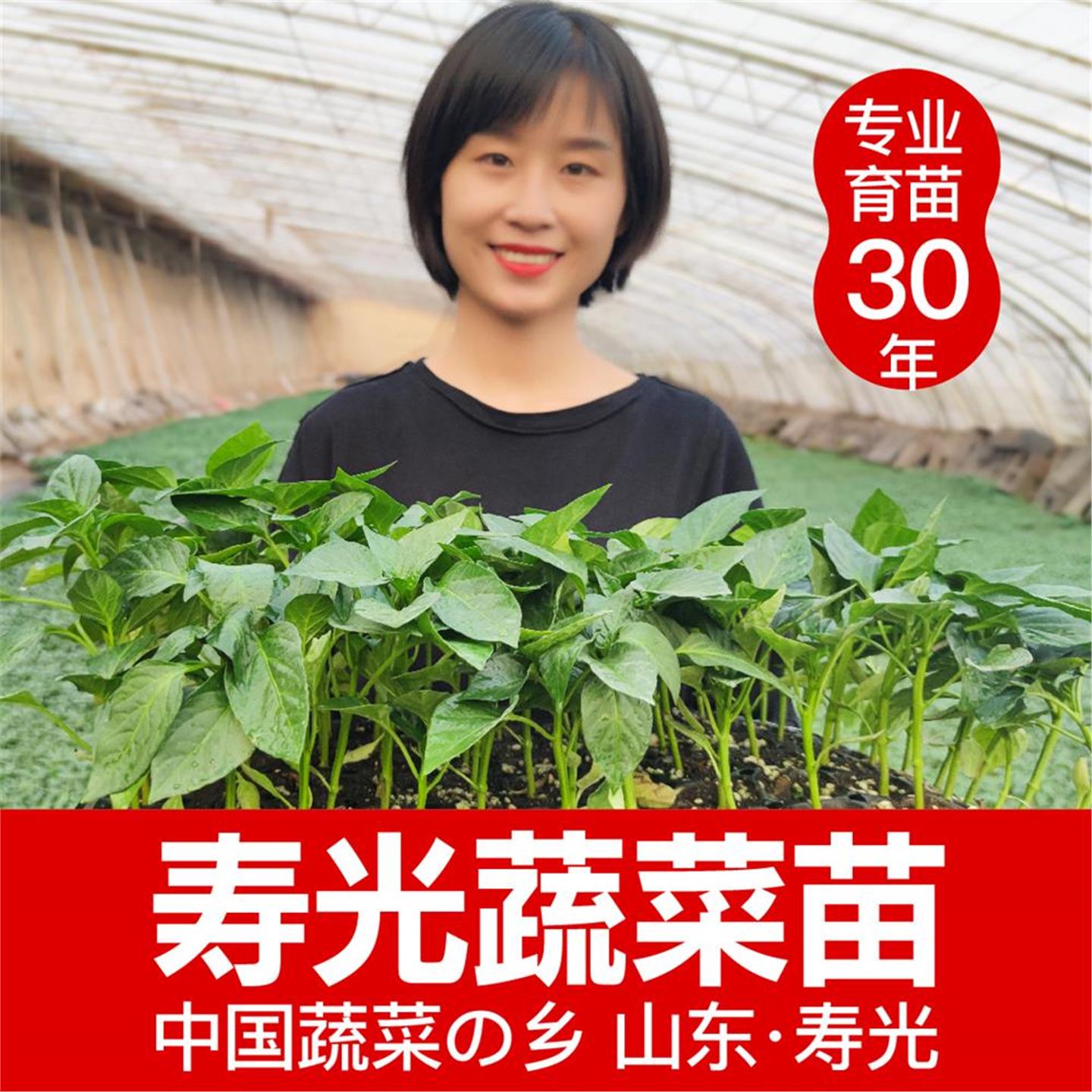 寿光四季蔬菜苗盆栽西红柿