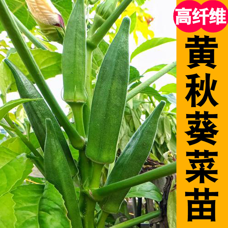 黄秋葵苗高产春播辣椒西