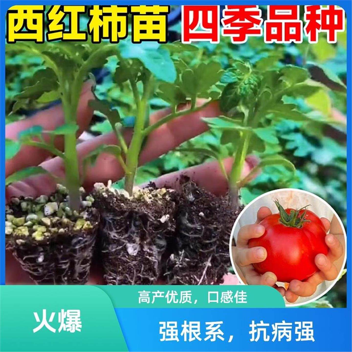 普罗旺斯老品种大粉红西柿