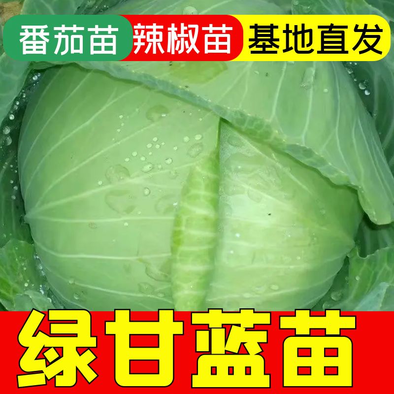 绿甘蓝苗子绿甘蓝秧苗四季蔬菜苗