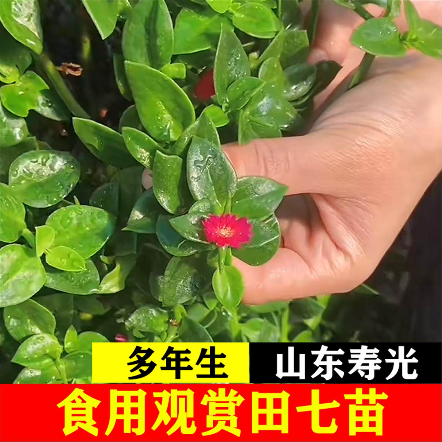 田七苗带土秧苗盆栽食用观赏田七吊兰穿心莲苗四季特色蔬菜苗寿光