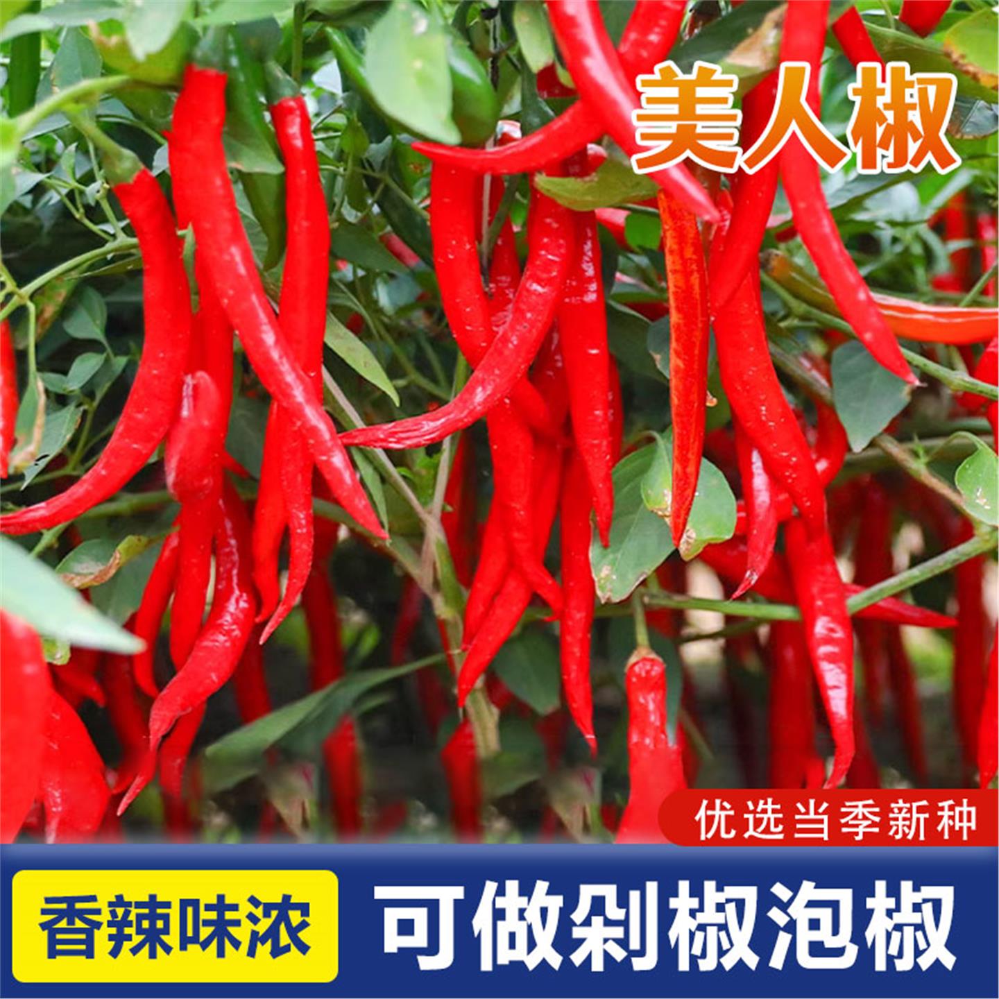 摘不败美人椒辣种子四季南