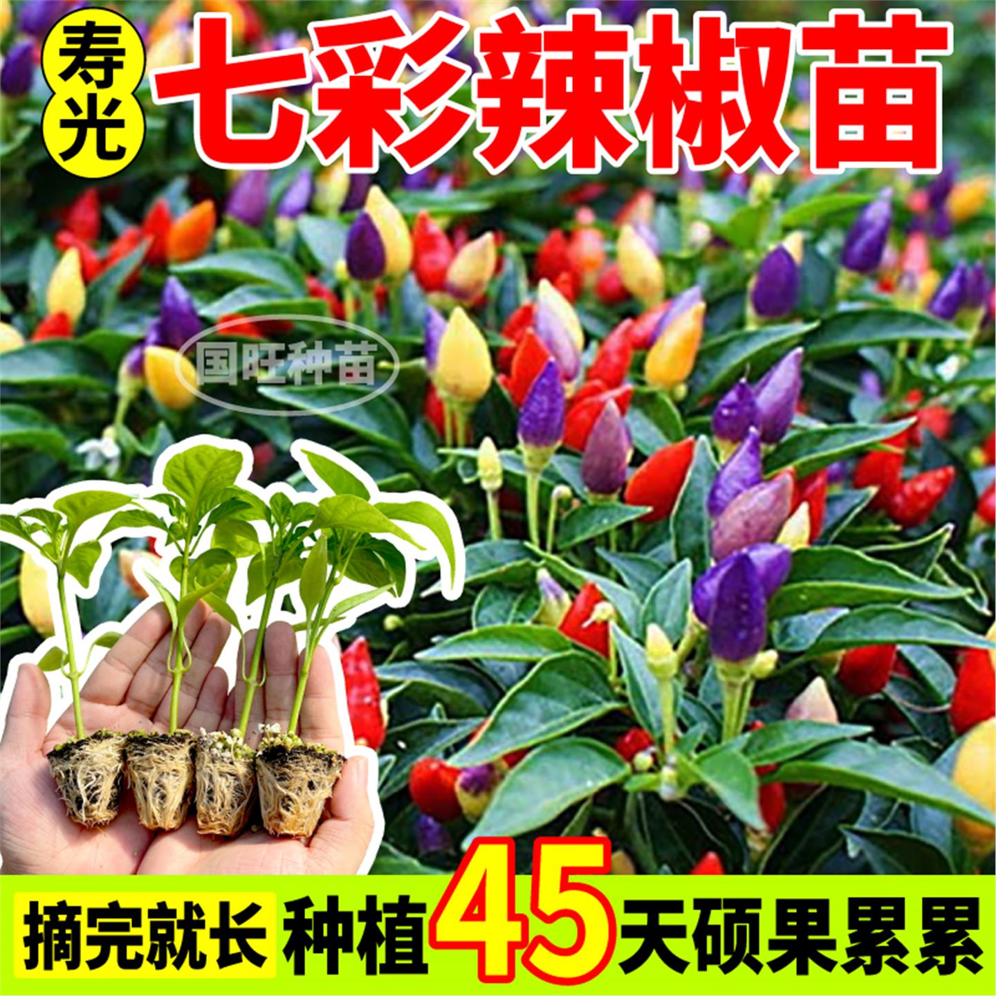 寿光七彩辣椒苗秧四季高产