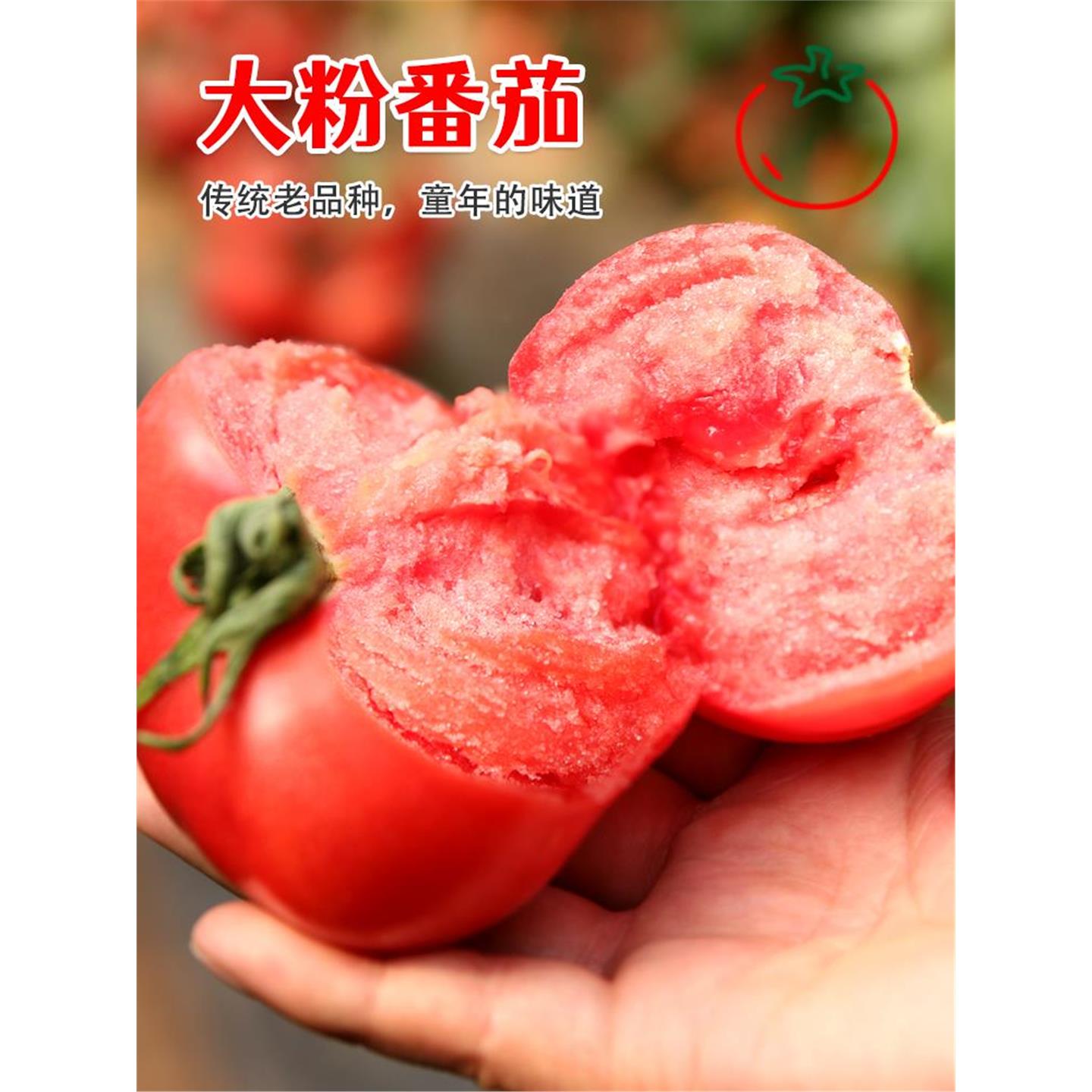 番茄种子苗粉果大西红柿籽