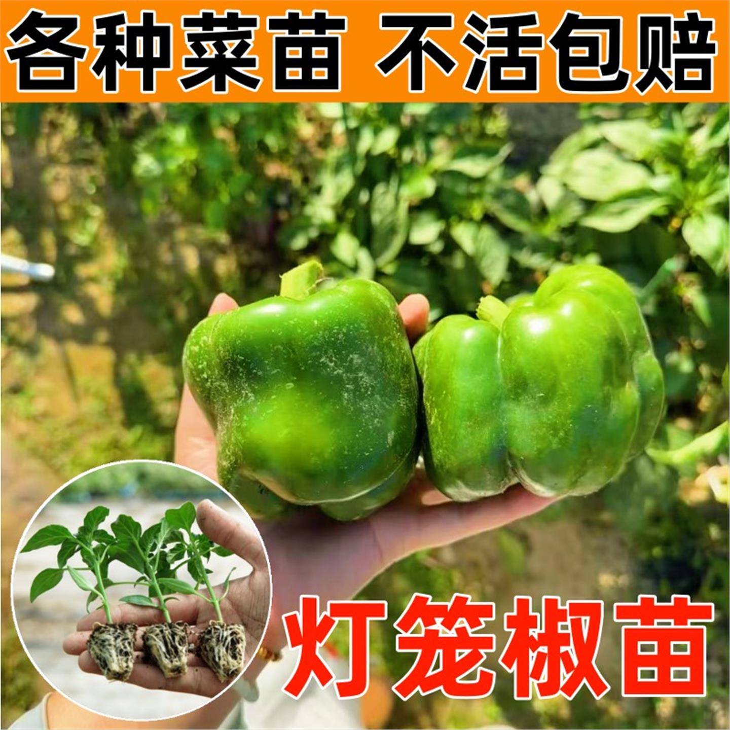 灯笼椒秧苗四季盆栽阳台种