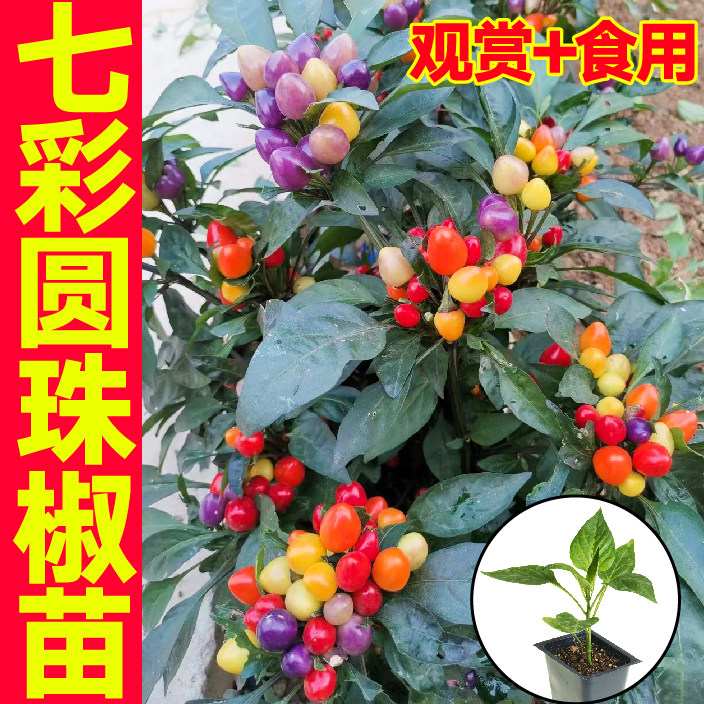 七彩圆珠椒秧苗带土观赏食