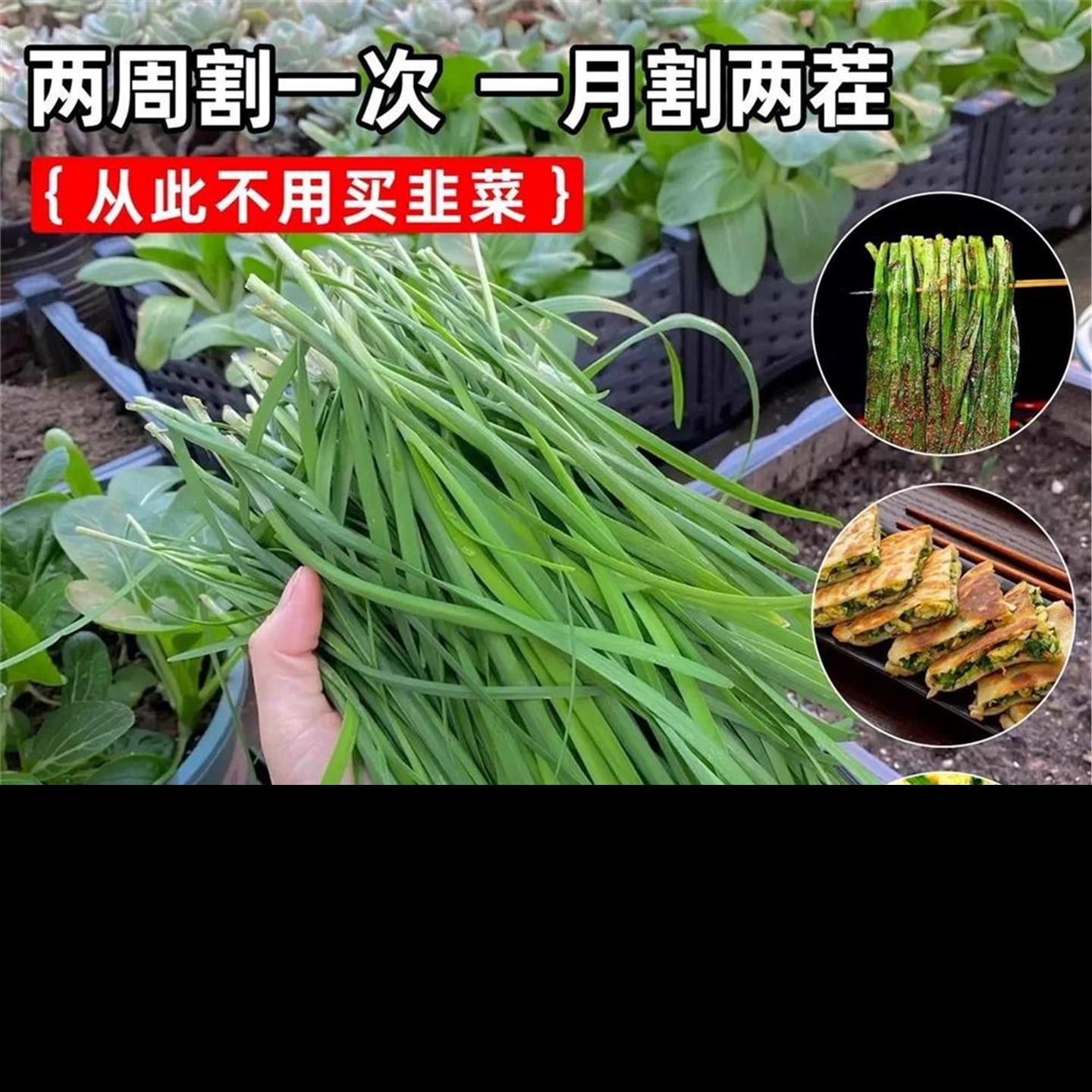 韭菜根苗紫现挖种四季宽叶