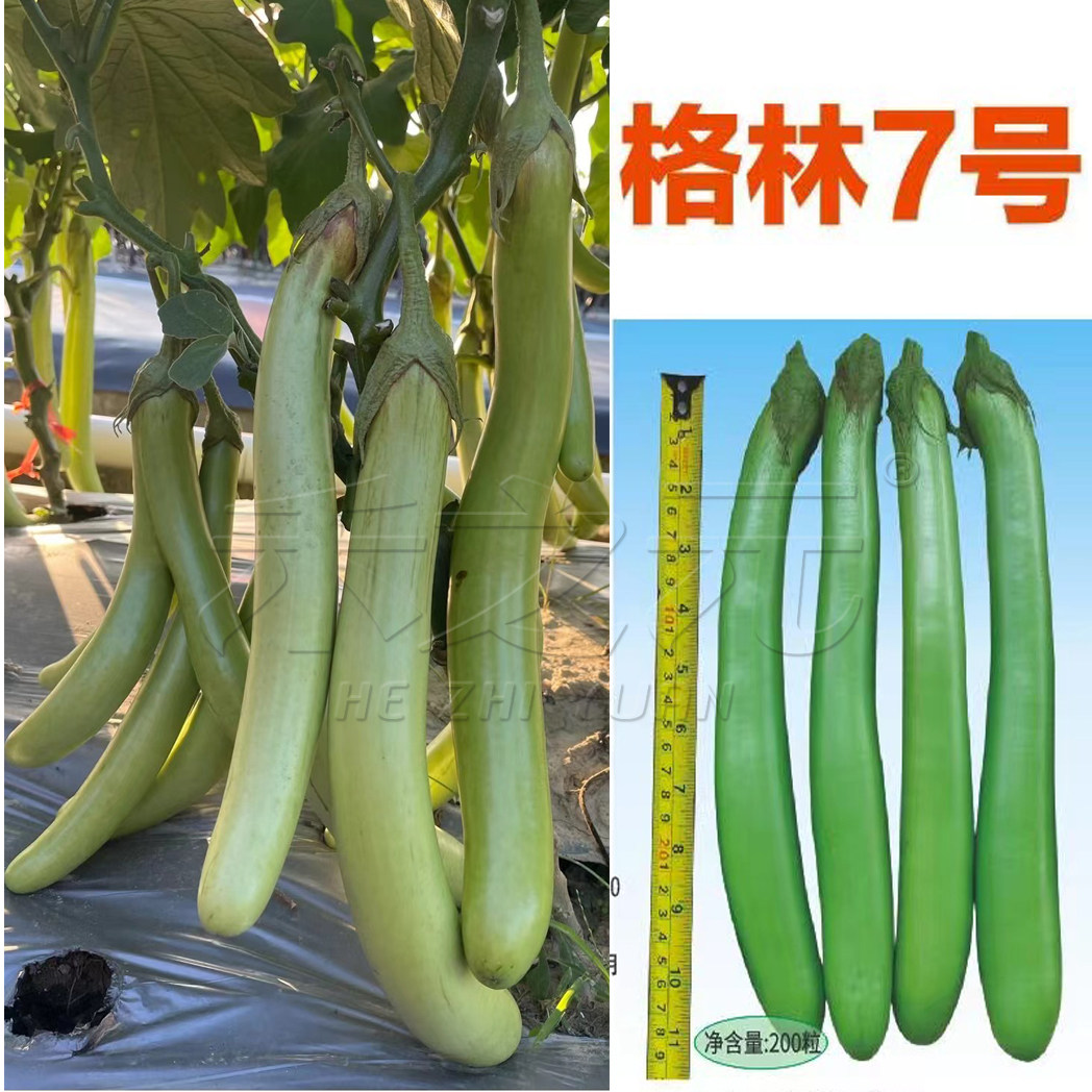 格林7号绿长茄种子早熟高