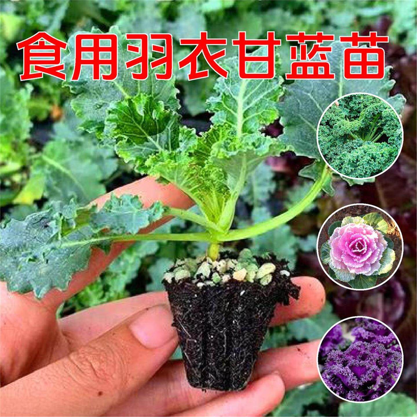羽衣甘蓝苗盆栽大超耐寒蔬
