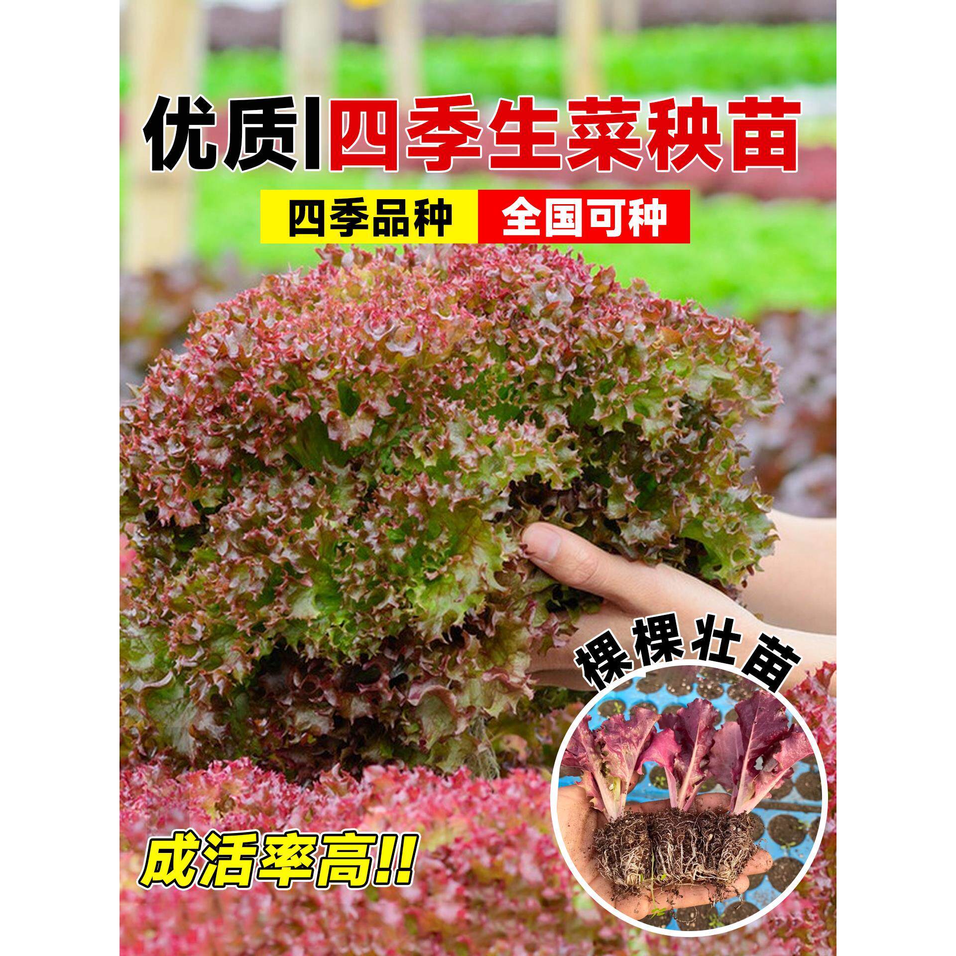 寿光紫生菜苗秧速直立种子