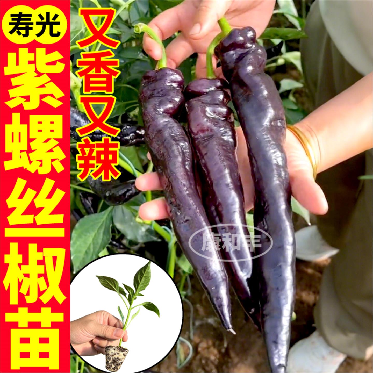 寿光紫螺丝椒苗秧高产四季