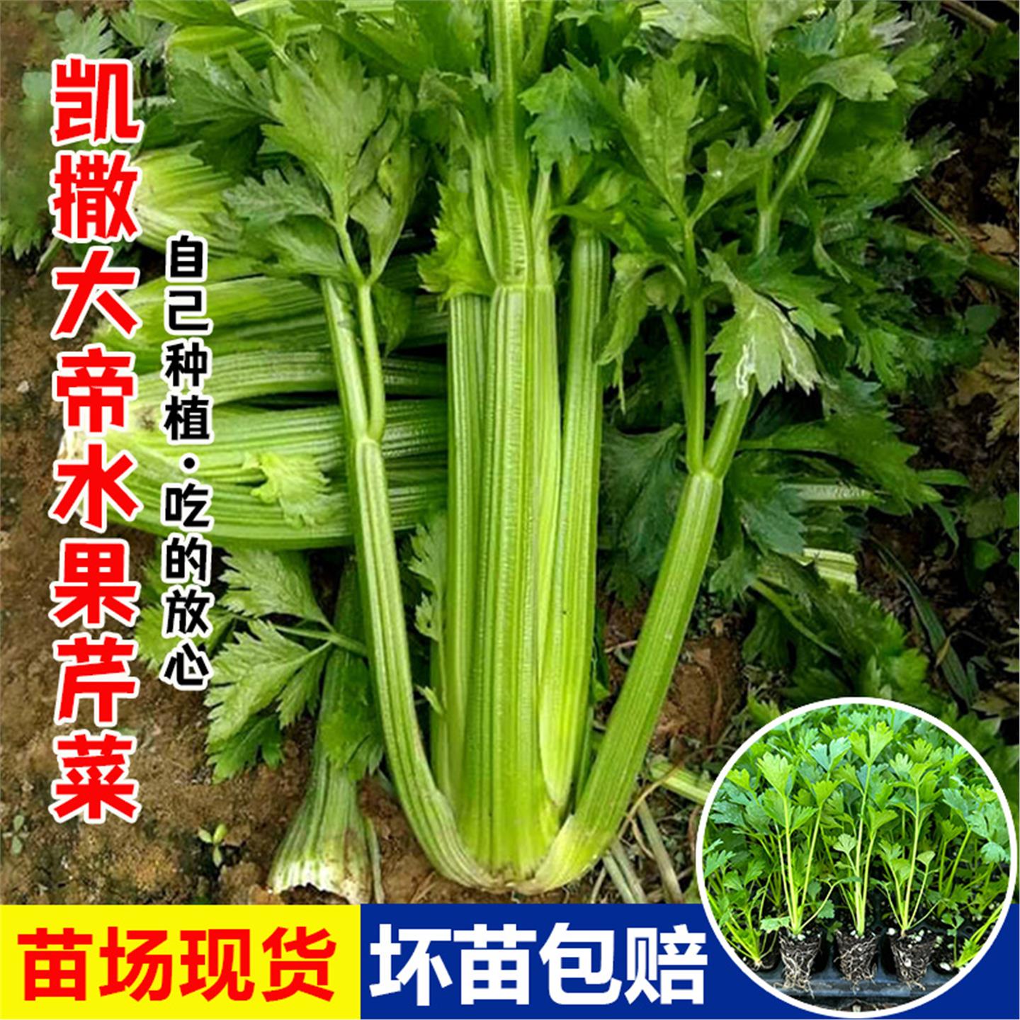 凯撒大帝水果芹菜苗四季香