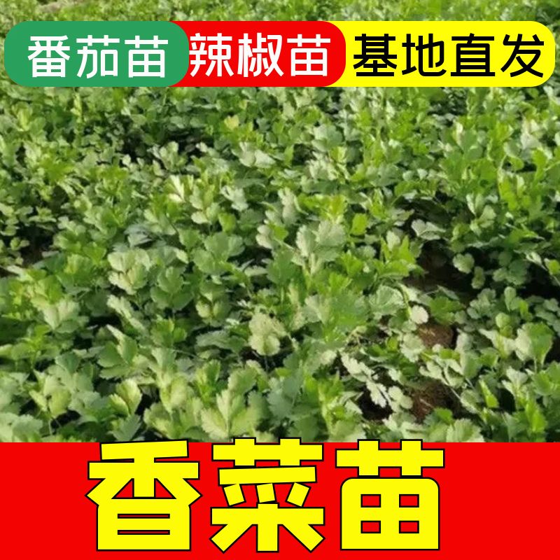 正宗香菜苗子高产盆栽苗四季