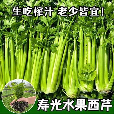 水果芹菜苗秧大肉西老品种