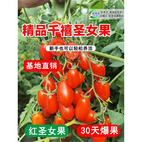 千禧圣女果苗秧盆栽红矮生
