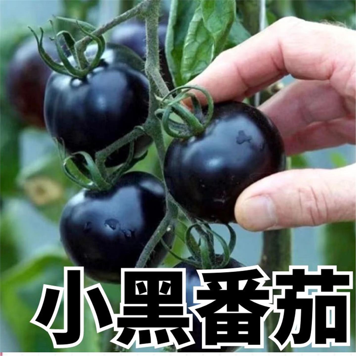黑番茄苗子秧水果种珍珠樱