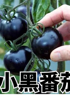 黑番茄苗子秧水果种珍珠樱