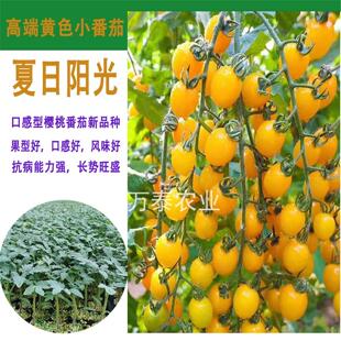 进口以色列海泽拉口感小番茄系列夏日阳光黄色圣女果苗子