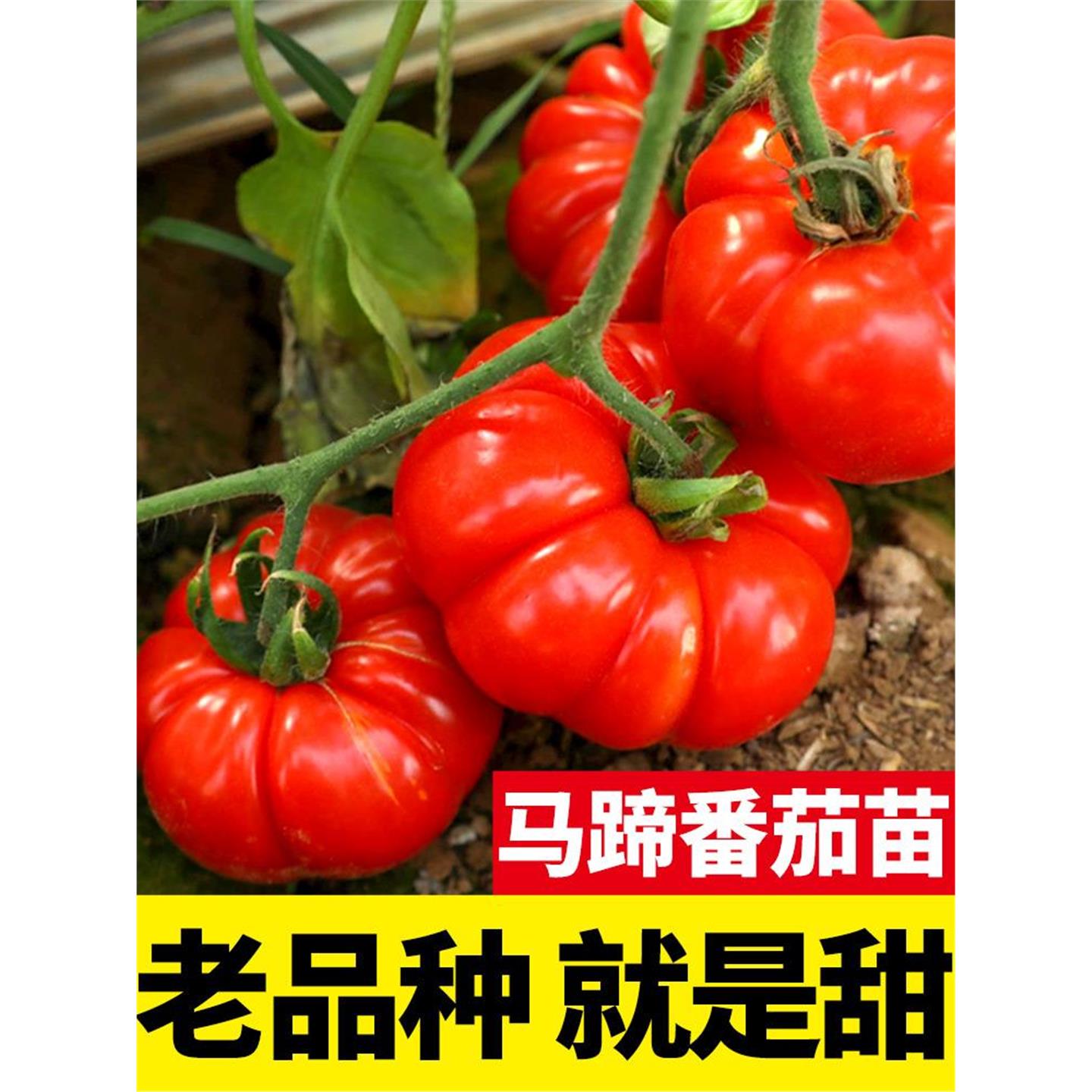 马蹄千禧四季盆栽矮生番茄