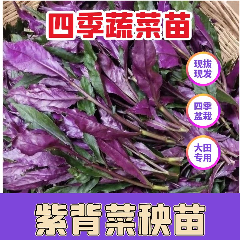 紫背菜苗子紫背菜秧苗四季蔬菜苗