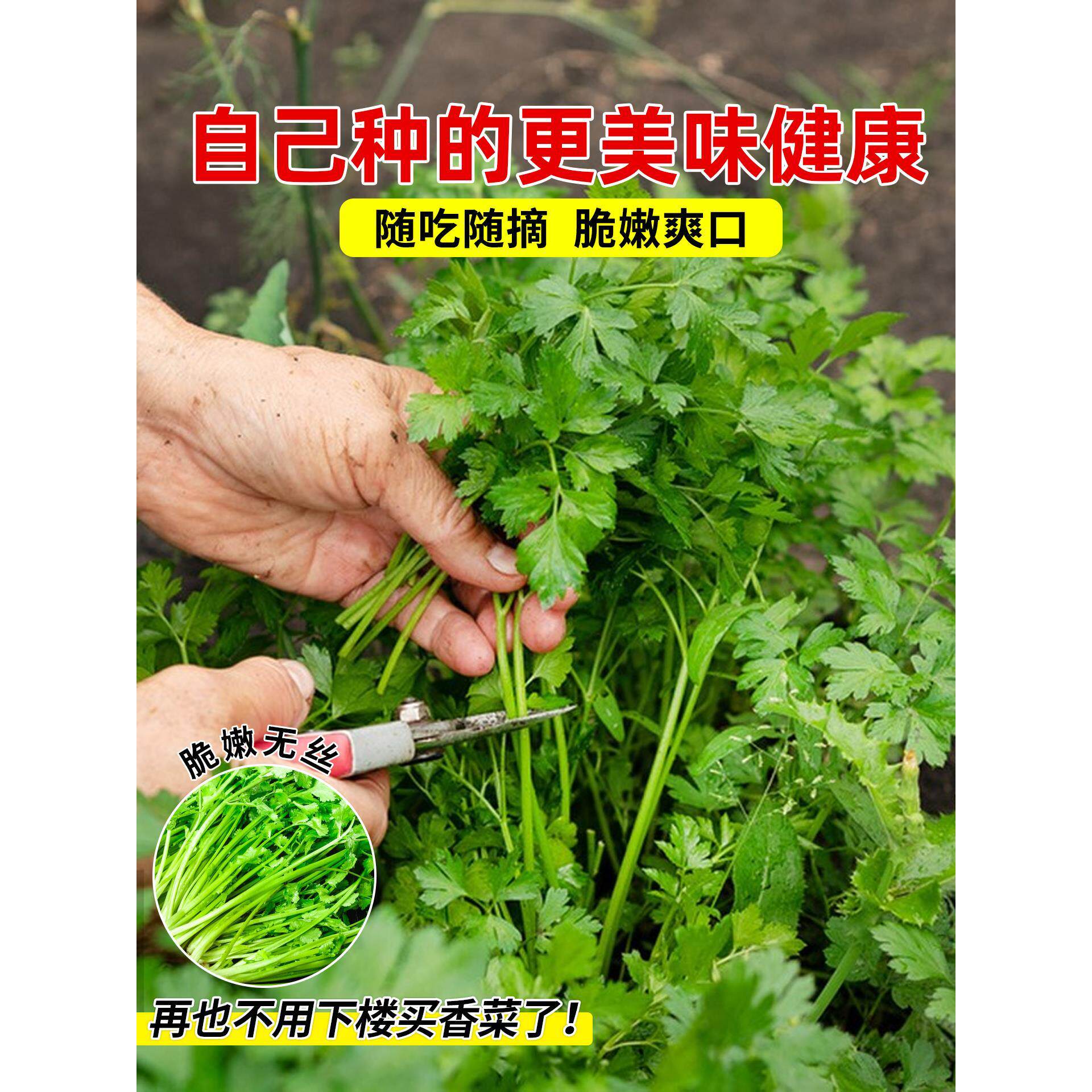 香菜苗带土秧根山东老品种